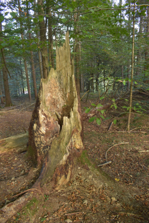 2023-Wald2